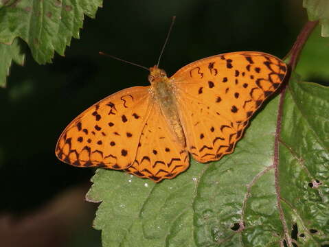 Image of Common Leopard