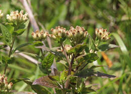 Pluchea foetida (L.) DC. resmi