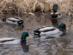 Image de Canard colvert