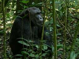 Image of Eastern Chimpanzee