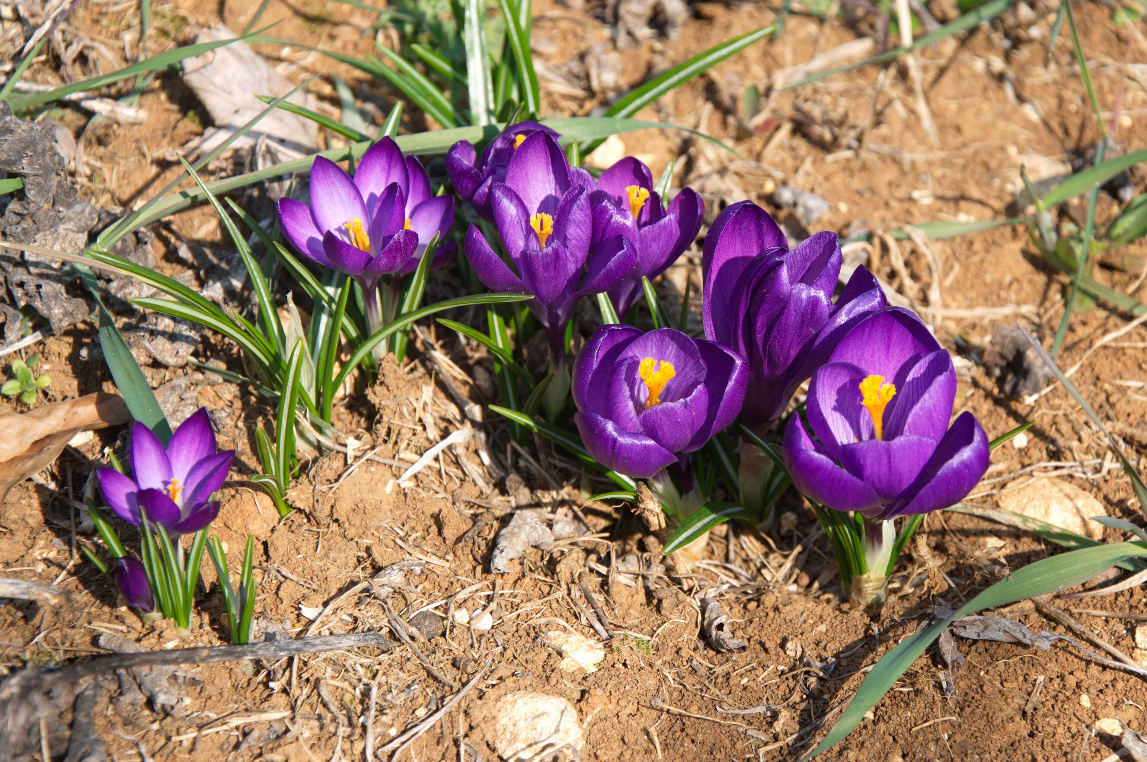 Image of dutch crocus, spring crocus