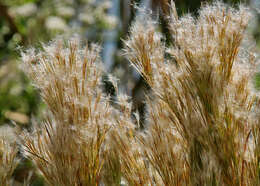 Image of bushy bluestem