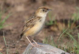 Слика од Cisticola textrix (Vieillot 1817)