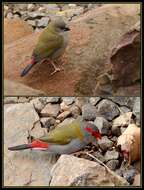 Image of Red-browed Finch