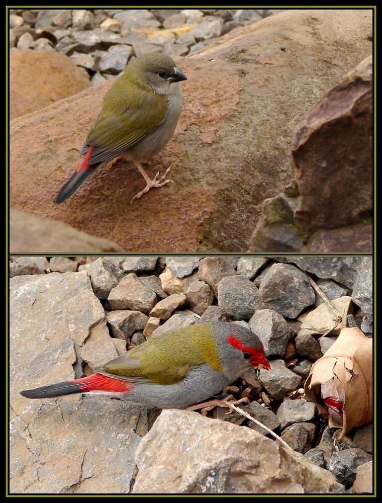 Image of Red-browed Finch