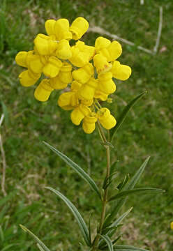 Image of Calceolaria crenata Lam.