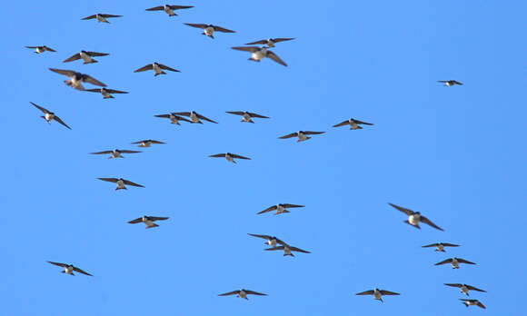 Image of Tachycineta Swallows