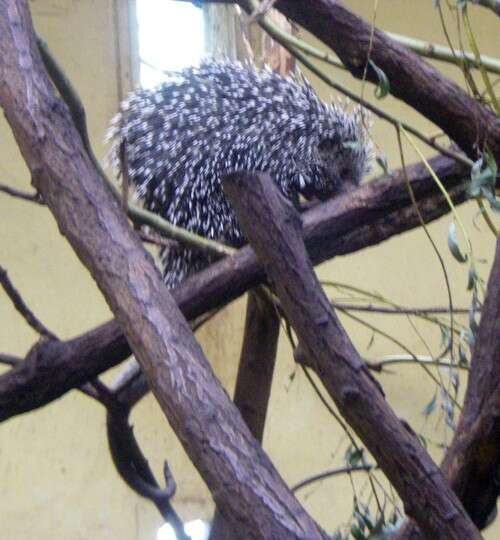 Image of Brazilian Porcupine