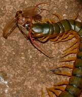 Image of red-headed centipede