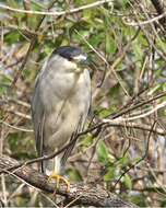 Image of Night Herons