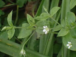 Слика од Moehringia trinervia (L.) Clairv.