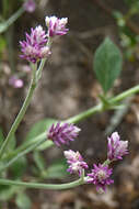 Image of Alternanthera porrigens (Jacq.) Kuntze