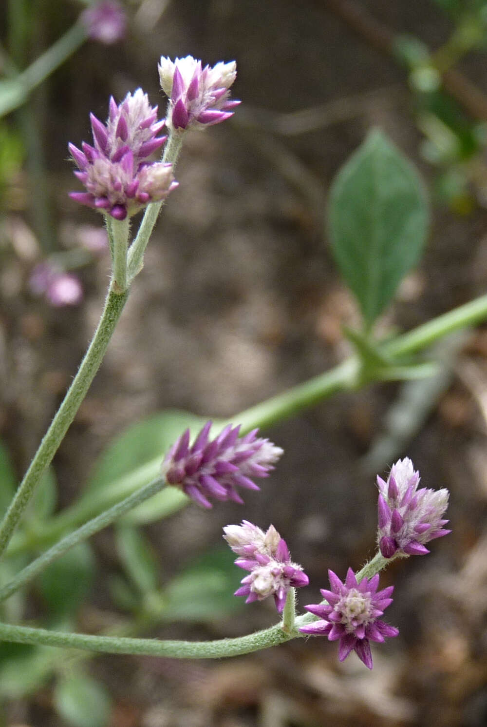 Image of Alternanthera porrigens (Jacq.) Kuntze