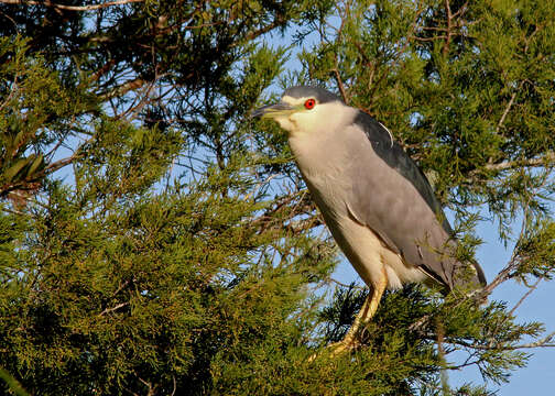 Image of Night Herons