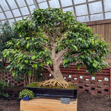 Imagem de Ficus benjamina L.