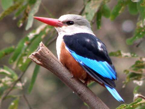 Image of Chestnut-bellied Kingfisher