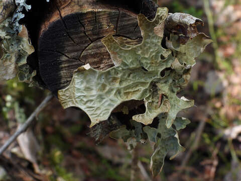 Image of Lungwort