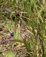 Image of Rabbitbells