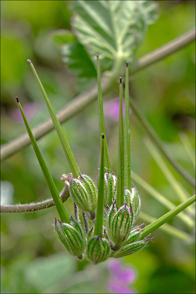 Imagem de Erodium malacoides (L.) L'Her.