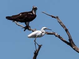 Image of ospreys