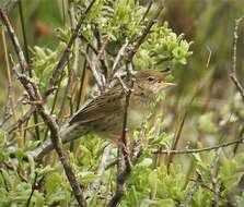 Image of Common Grasshopper Warbler