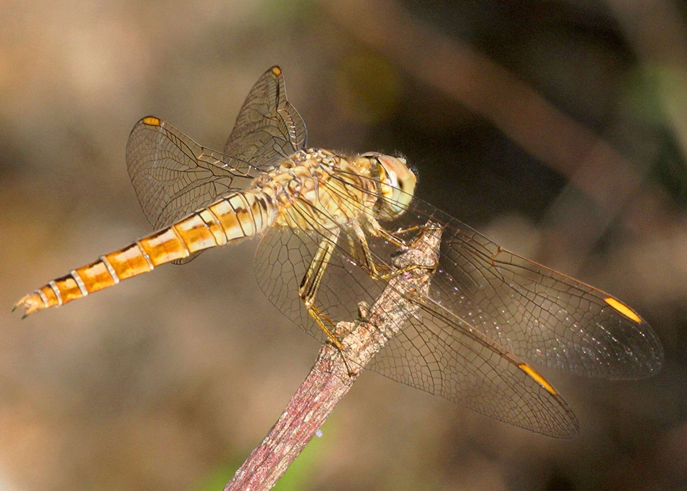 Image of Ditch Jewel