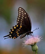 Image of Black Swallowtail