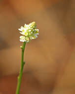 Plancia ëd Polygala setacea Michx.