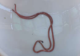 Image of long-beaked Blind Snake