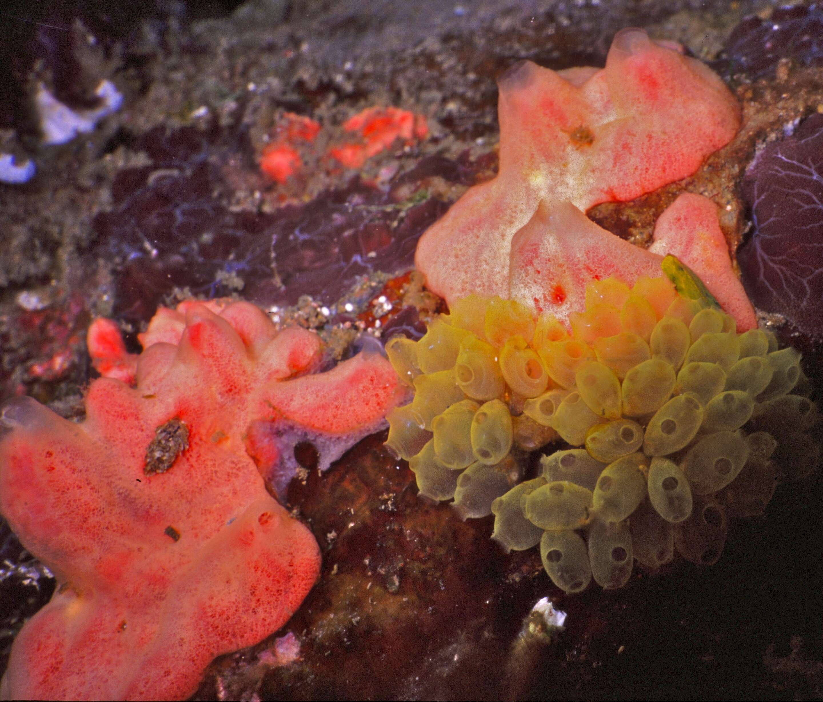 Image of Perophora modificata Kott 1985