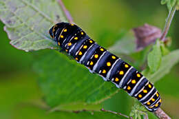 Imagem de Cicuta maculata L.