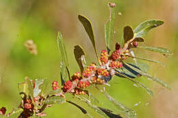 Image of wax myrtle