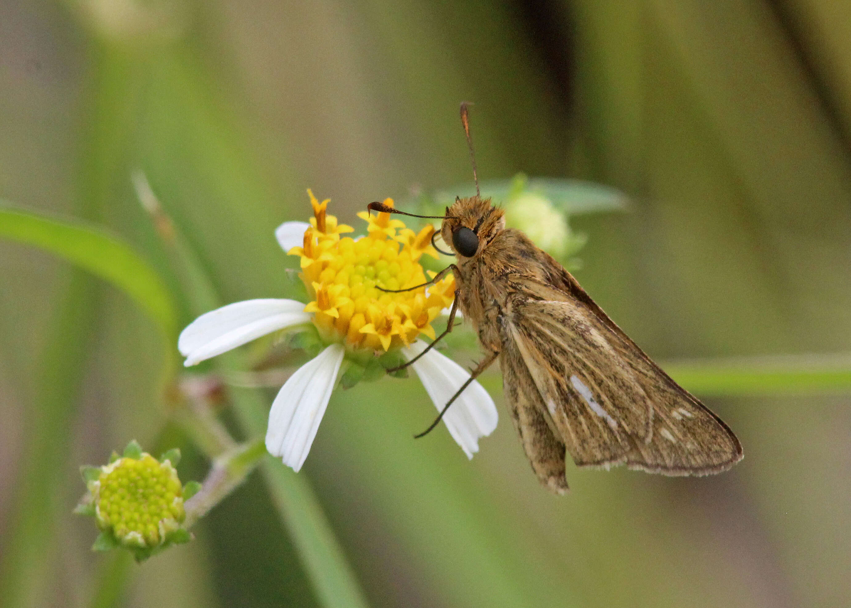 Image of Salt Marsh Skipper