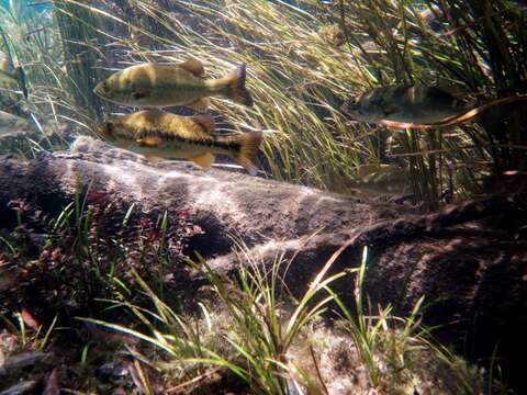 Image of black bass