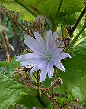 Image of Cicerbita macrophylla (Willd.) Wallr.