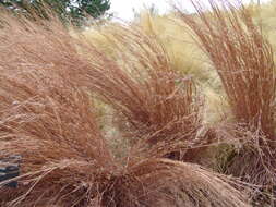 Imagem de Schizachyrium scoparium (Michx.) Nash