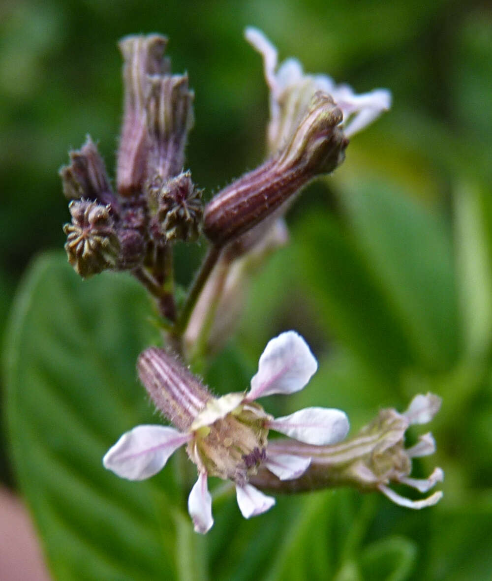 Imagem de Cuphea racemosa (L. fil.) Sprengel