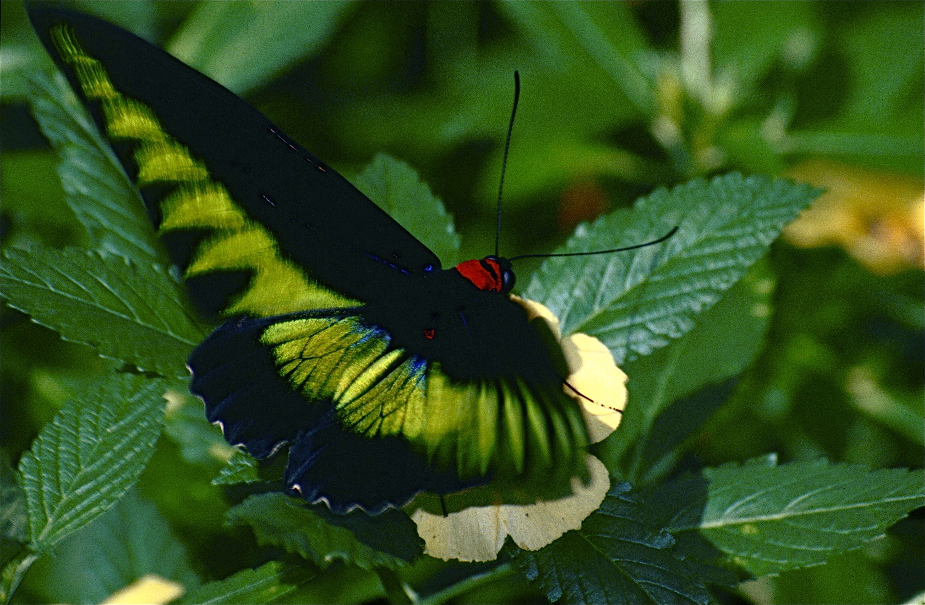 Image of Trogonoptera brookiana albescens