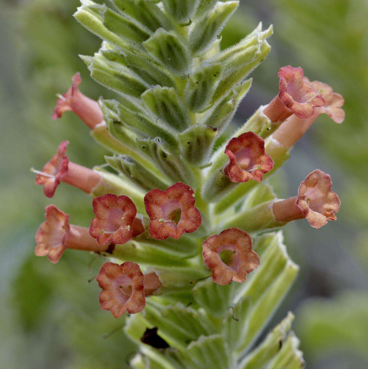 Image of Stachytarpheta longispicata (Pohl) S. Atkins