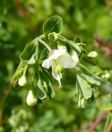 Image de Boenninghausenia albiflora (Hook.) Rchb. ex Meisn.