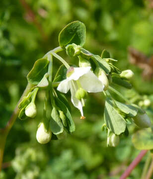 Image of Boenninghausenia albiflora (Hook.) Rchb. ex Meisn.