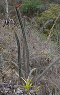 Image of Cleistocactus sepium (Kunth) F. A. C. Weber