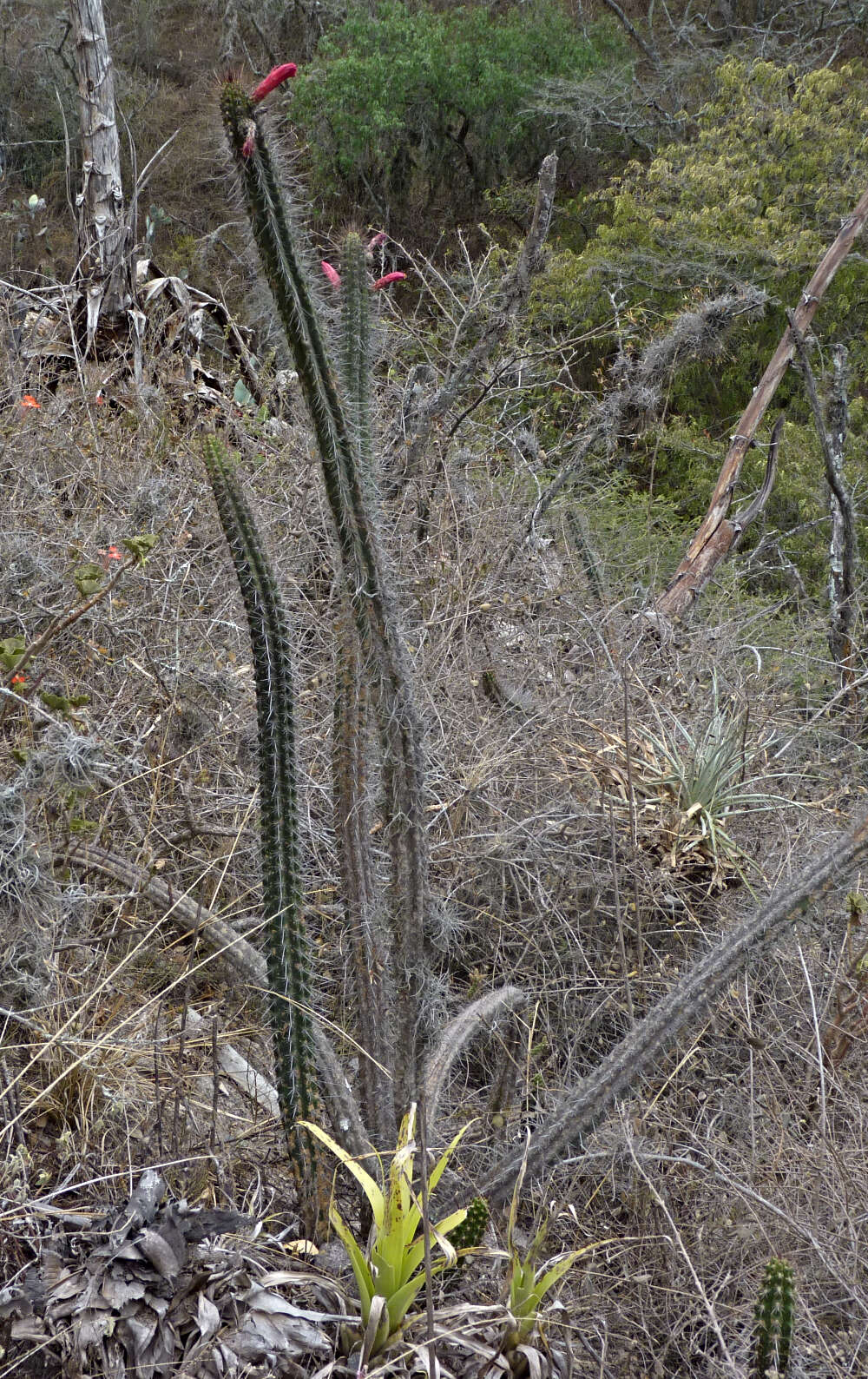 Image of Cleistocactus sepium (Kunth) F. A. C. Weber