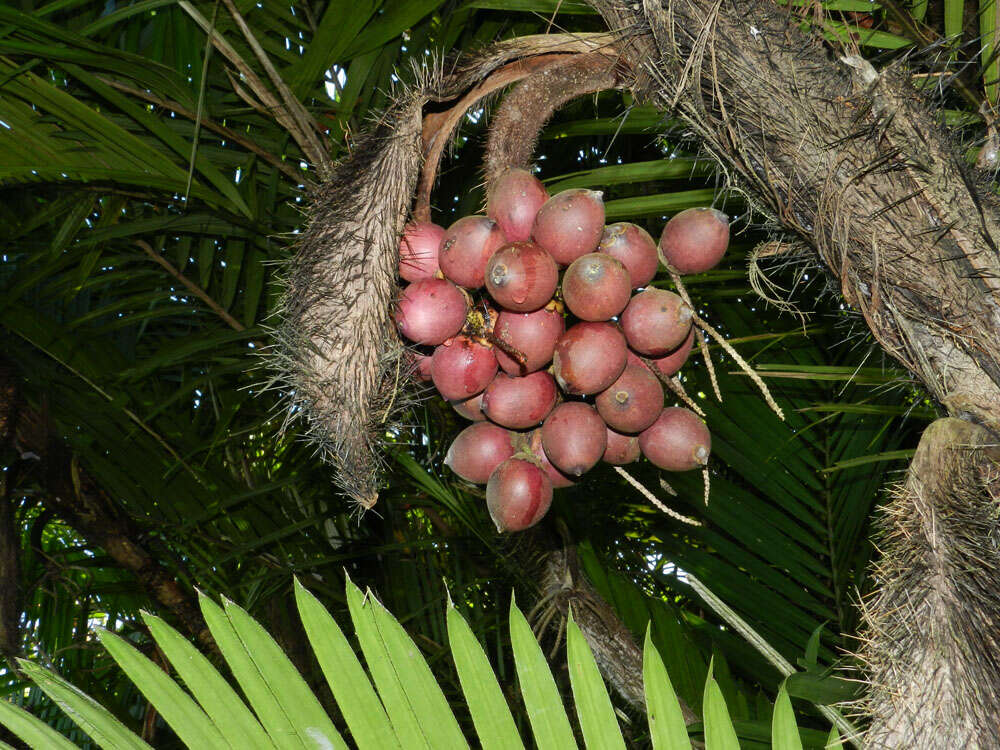 Image of Bactris major Jacq.