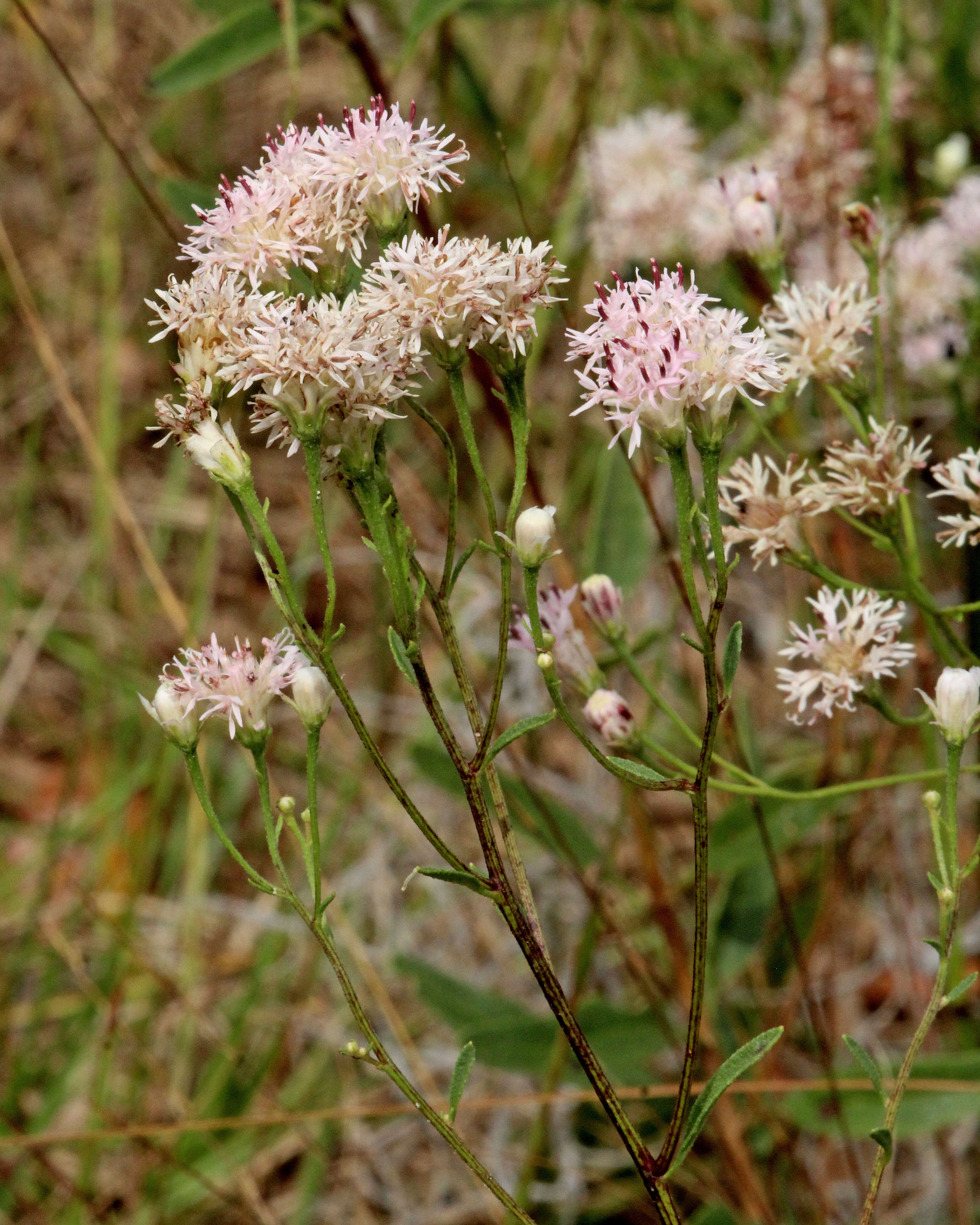 Image of coastal plain palafox