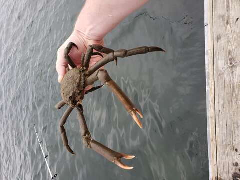 Image of Portly Spider Crab