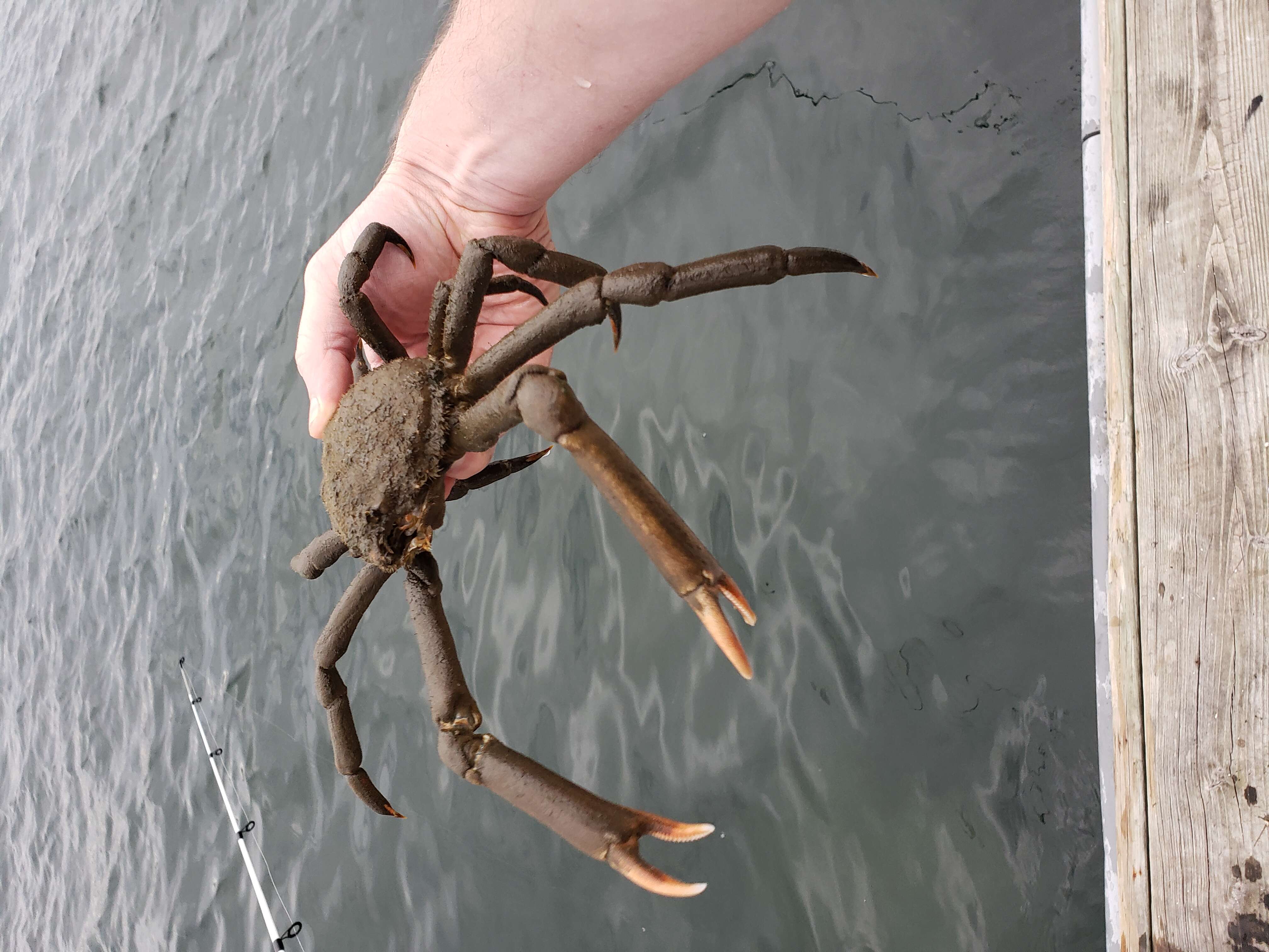 Image of Portly Spider Crab