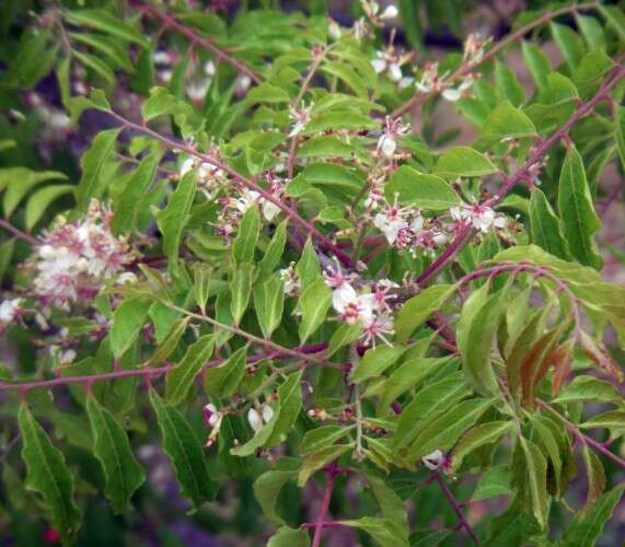 صورة Clausena anisata (Willd.) Hook. fil., De Wild. & Staner