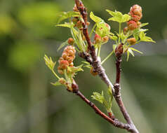 Image of American Sweetgum