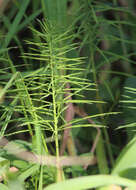 Image of Horse-Tail Crown Grass